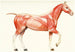 Il sistema muscolare del cavallo - Amedeo John Engel Terzi — vista dell’opera
