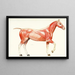 Il sistema muscolare del cavallo - Amedeo John Engel Terzi — quadro incorniciato alla parete