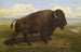 Il bisonte americano a Jackson Hole, Yellowstone - Scuola Americana — vista dell’opera