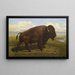 Il bisonte americano a Jackson Hole, Yellowstone - Scuola Americana — quadro incorniciato alla parete