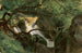 Interno di foresta con una cascata - André Giroux — vista dell’opera