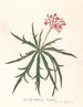 Jatropha Multifidis - Ann Lee — vista dell’opera