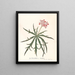 Jatropha Multifidis - Ann Lee — quadro incorniciato alla parete