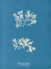 Achnanthes longipes parasite - Anna Atkins — vista dell’opera