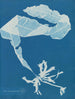Alaria esculenta - Anna Atkins — vista dell’opera