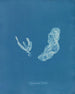 Asperococcus turneri - Anna Atkins — vista dell’opera