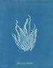 Asperococcus echinatus - Anna Atkins — vista dell’opera