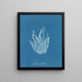 Asperococcus echinatus - Anna Atkins — quadro incorniciato alla parete