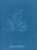Bonnemaisonia asparagoides - Anna Atkins — vista dell’opera