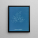 Bonnemaisonia asparagoides - Anna Atkins — quadro incorniciato alla parete