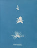 Bryopsis hypnoides - Anna Atkins — vista dell’opera