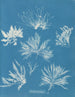 Bryopsis plumosa - Anna Atkins — vista dell’opera