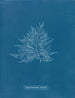 Rose di Callithamnion - Anna Atkins — vista dell’opera