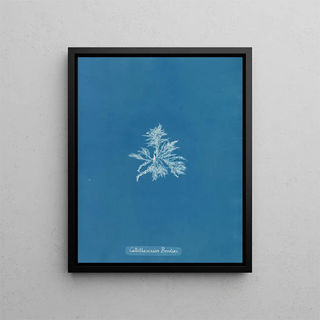 Anna Atkins - Callithamnion Brodii.webp