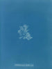 Callithamnion hookeri var. - Anna Atkins — vista dell’opera