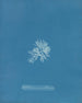 Callithamnion gracillimum - Anna Atkins — vista dell’opera