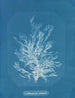 Callithamnion plumula - Anna Atkins — vista dell’opera