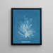Callithamnion plumula - Anna Atkins — quadro incorniciato alla parete