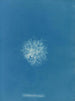Callithamnion roseum - Anna Atkins — vista dell’opera