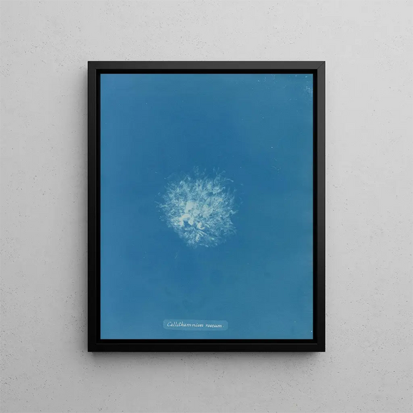 Anna Atkins - Callithamnion roseum.webp