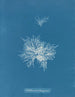 Callithamnion tetragonum - Anna Atkins — vista dell’opera