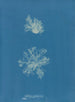 Calothrix confervicola - Anna Atkins — vista dell’opera