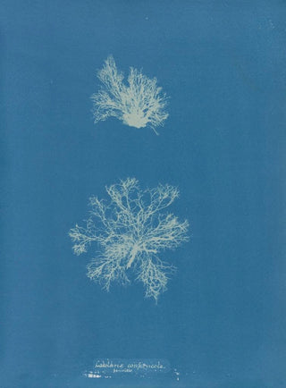 Anna Atkins - Calothrix confervicola.webp