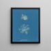 Calothrix confervicola - Anna Atkins — quadro incorniciato alla parete