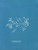 in ceramica smaltata - Anna Atkins — vista dell’opera