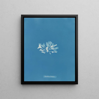 Anna Atkins - Chondrus Brodii.webp
