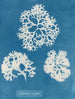 Coquille croustillante - Anna Atkins — vista dell’opera