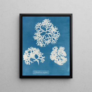 Anna Atkins - Chondrus crispus.webp