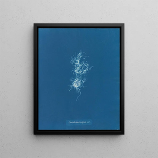 Anna Atkins - Chondrus crispus var.webp