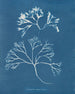 Cartilagine mammaria - Anna Atkins — vista dell’opera