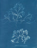 Chondrus membranifolius - Anna Atkins — vista dell’opera