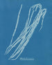 Chorda lomentaria - Anna Atkins — vista dell’opera