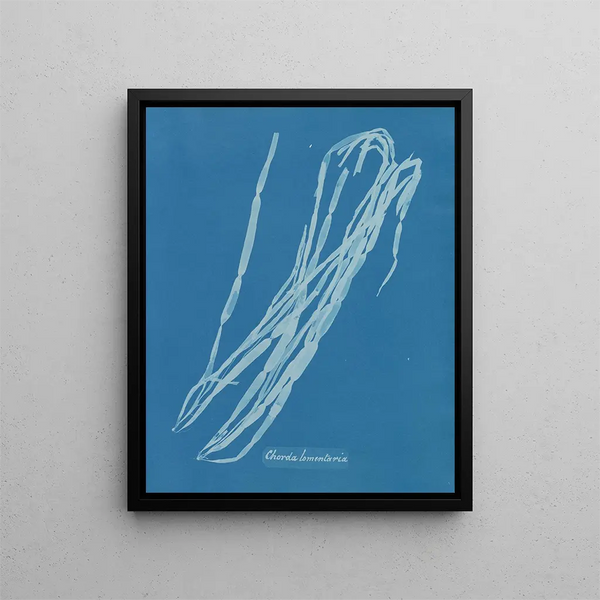 Anna Atkins - Chorda lomentaria.webp