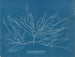 Chordaria flagelliformis - Anna Atkins — vista dell’opera