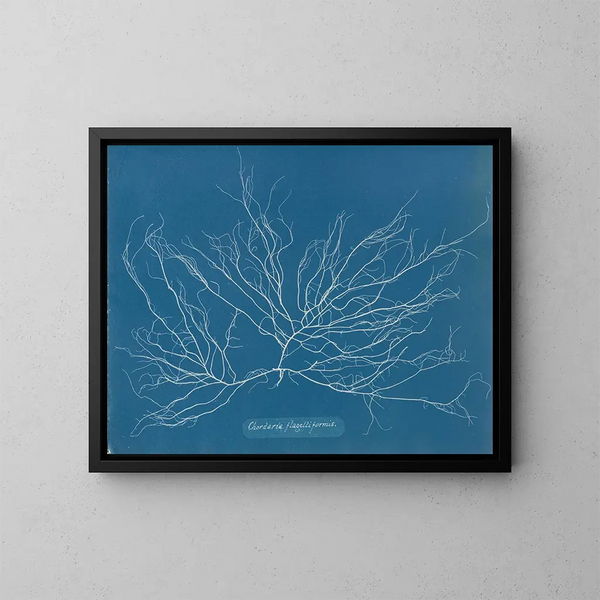 Chordaria flagelliformis - Anna Atkins — quadro incorniciato alla parete