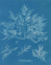 Chylocladia clavellosa - Anna Atkins — vista dell’opera