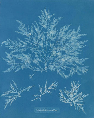 Anna Atkins - Chylocladia clavellosa.webp