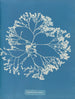 Chylocladia ovalis - Anna Atkins — vista dell’opera