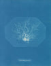 Chylocladia petite - Anna Atkins — vista dell’opera