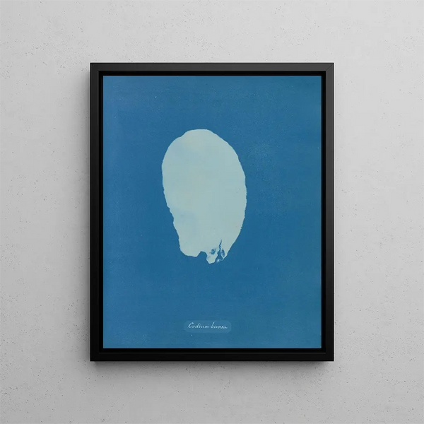 Anna Atkins - Codium Bursa.webp