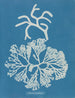 Codium tomentosum - Anna Atkins — vista dell’opera