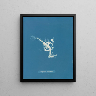 Anna Atkins - Conferva ruginosa.webp