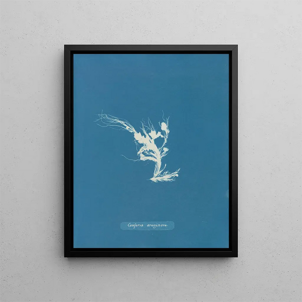 Anna Atkins - Conferva ruginosa.webp