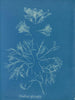 Corallina officinalis - Anna Atkins — vista dell’opera