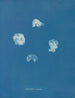 Corynephora marina - Anna Atkins — vista dell’opera