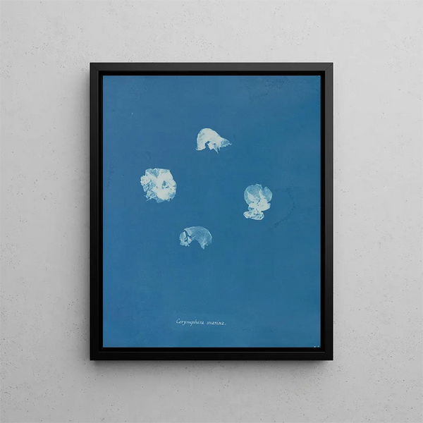 Anna Atkins - Corynephora marina.webp